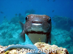 Smiling Pufferfish says "Hi"
Mataking Island, Borneo/Mal... by Peter Ziegler 